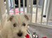 Adorable WestHighland White pups - READY NOW
