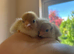 Chicks & Hatching Eggs Pure breeds
