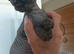 canadian sphynx