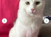 Long hair domestic cat