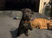 Staffy x sharpei puppys