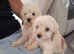 Cockapoo puppies for sale