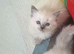 Blue point ragdoll