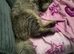 14 month male maine coon