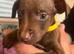 Patterdale Terrier puppies