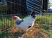 Light Sussex bantam