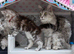 Ready Soon GCCF tabby champion line pure pedigree
