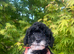 Stunning Maltipoo puppies !