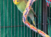 9 week old baby budgies available home reared