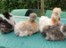 Bearded silkie hatching eggs