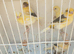 Canaries