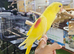 Lutino Alexandrine Baby hand reared,2