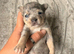 Chihuahua puppies Merle female and Merle male