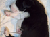 Boarder collie pups