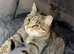 Bengal ( Loving and caring )