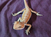 Bearded dragon baby ( Rescue )
