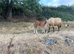 Irish X Filly  Foal