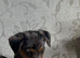 Jack Russell