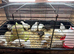 Black & white coturnix quail + hatching eggs available
