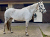 STUNNING Connie X ISH Mare