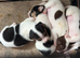 Pure Breed Jack Russell Pups