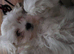 Bichon freez 12wks old just having his 2sd vaccination,