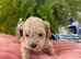 Adorable Maltipoo puppies