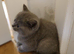 British shorthair kitten's