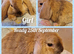 Mini lop kits. vaccinated &health checked.