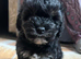 3/4 bred Biewer terrier boys