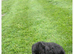 Patterdale x Bedlington