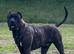 Presa Canario cross mastiff mix