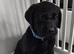 Beautiful KC Labrador Puppies