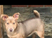 Jack Russell dog