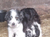 Borderdoodle Puppies