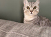 British shorthair 10-Month-Old Male Cat