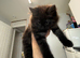 Lilo – Stunning Maine Coon x British Shorthair with Rare Inhibitor Gene