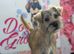 Border terrier cross