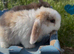 1 baby male mini lop left