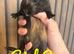 8 week old guinea pigs