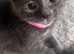 Stunning ragdoll kittens rare flame lynx & blue tortie females