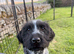 Gorgeous german wirehaired Pointer