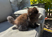 9 weeks old Ragdoll X British short hair 4 kittens available ready now