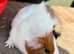 Gorgeous baby guineas boys & girls