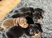 4 gorgeous miniature dachshund puppies