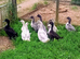 Indian Runner, Swedish & Crested Bantam females