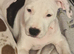Only 1 Staffordshire Bull Terrier puppies left! ️