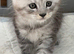 Tica registered amazing Maine coon kittens