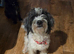 Beautiful loving Jackapoo female