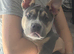 Bully cross French bulldog